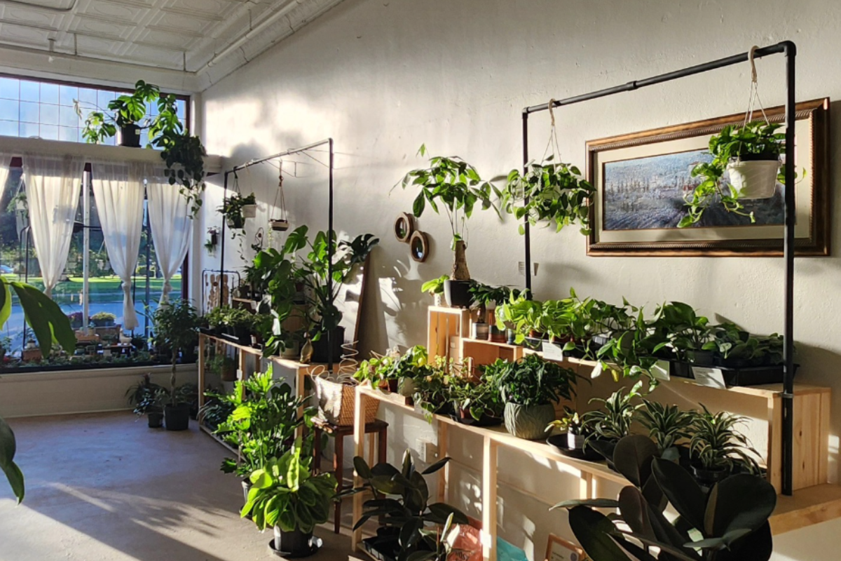 Sunlit interior of Overgrown Houseplant Boutique in Galena, Ohio, filled with various indoor plants on wooden display shelves.