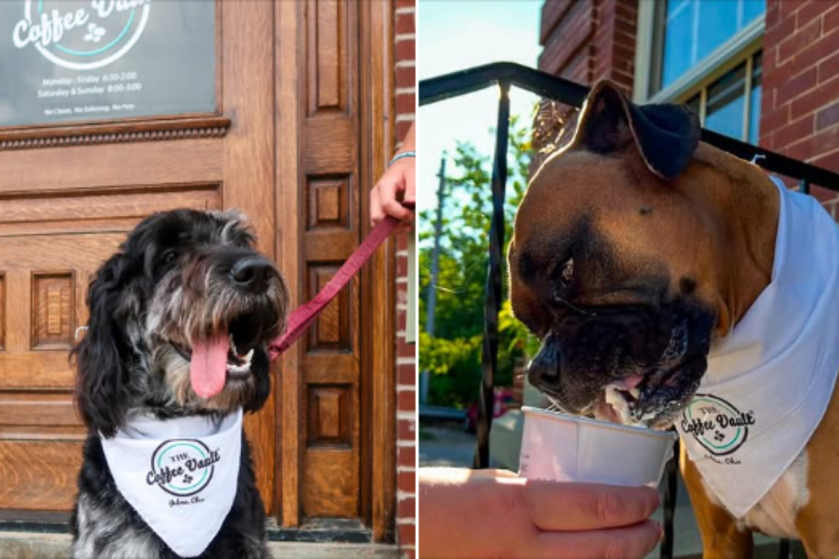 Two dogs wearing The Coffee Vault bandanas; one enjoying a pup cup outside.