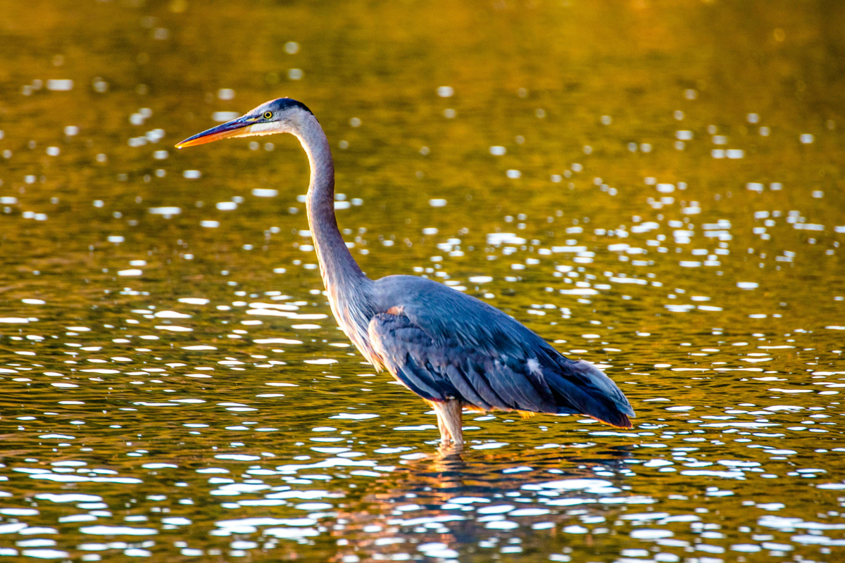 A Great Blue Heron standing in the water at Hoover Nature Preserve near Sunbury, Ohio.